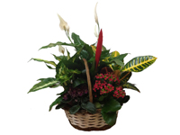 comprar Cesta de Plantas variadas