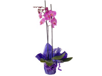comprar Arreglo de orquideas