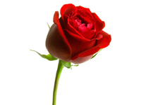 comprar Rosa (Cantidad a elegir)